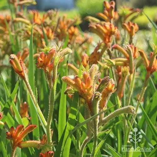 Anigozanthos Bush Glow - Kangaroo Paw - Image 5