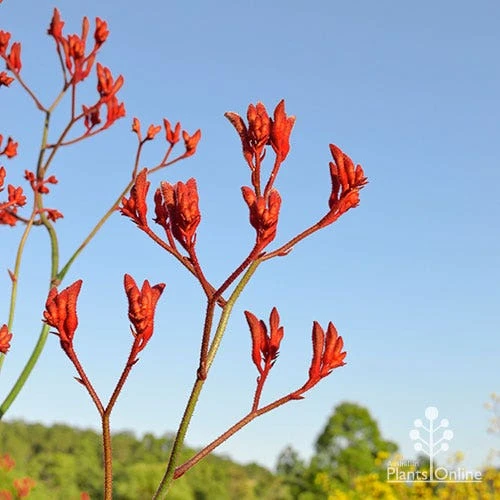 Anigozanthos Big Red - Kangaroo Paw - Image 5