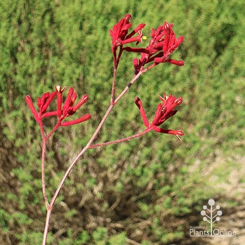 Anigozanthos Big Red - Kangaroo Paw - Image 2
