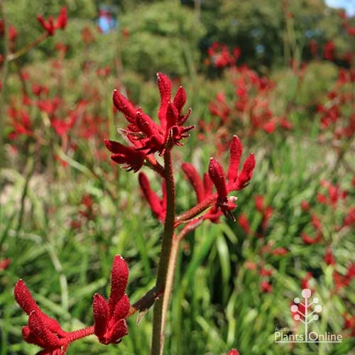 Anigozanthos Big Red - Kangaroo Paw - Image 4