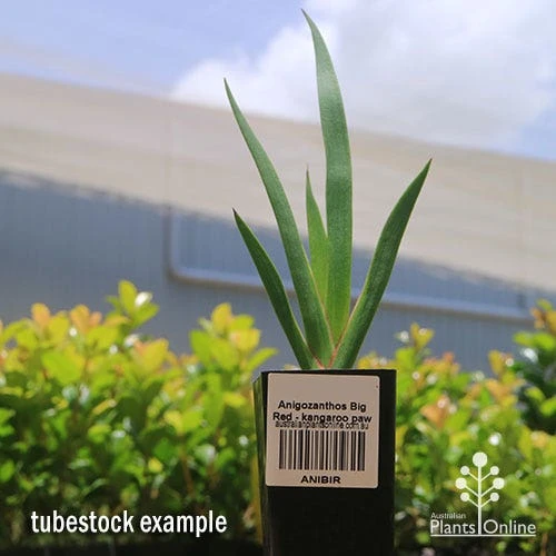 Anigozanthos Big Red - Kangaroo Paw - Image 6