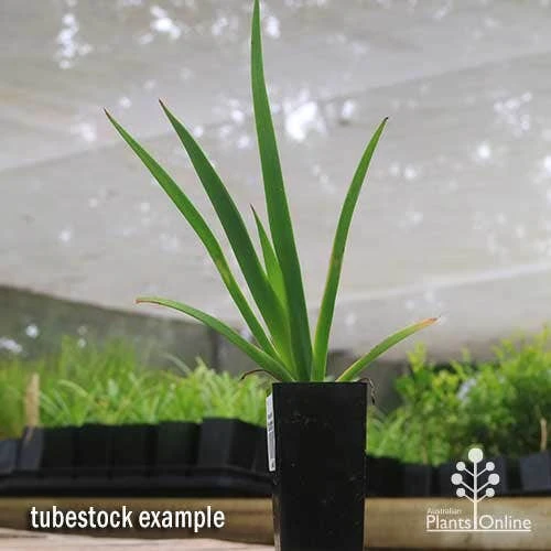 Anigozanthos Big Red - Kangaroo Paw - Image 3