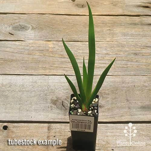 Anigozanthos Big Red - Kangaroo Paw - Image 9