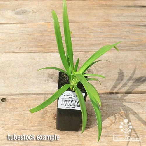 Agapanthus Bingo Blue - Image 3