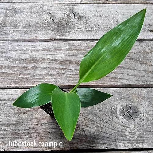 Strelitzia Reginae - Bird Of Paradise - Image 6