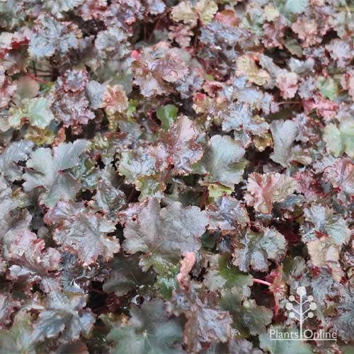 Heuchera Black Sea - Coral Bells - Image 11