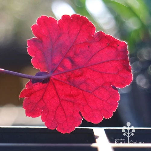 Heuchera Black Sea - Coral Bells - Image 5
