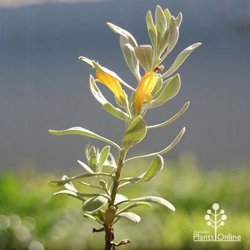 Eremophila Blue Horizon - Emu Bush - Image 12