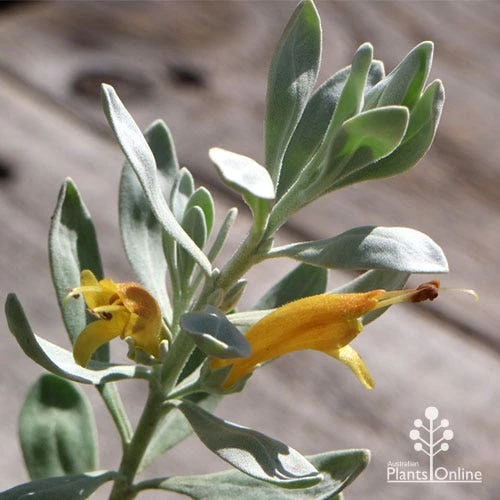 Eremophila Blue Horizon - Emu Bush - Image 7