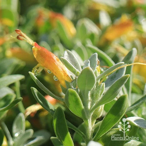 Eremophila Blue Horizon - Emu Bush - Image 15