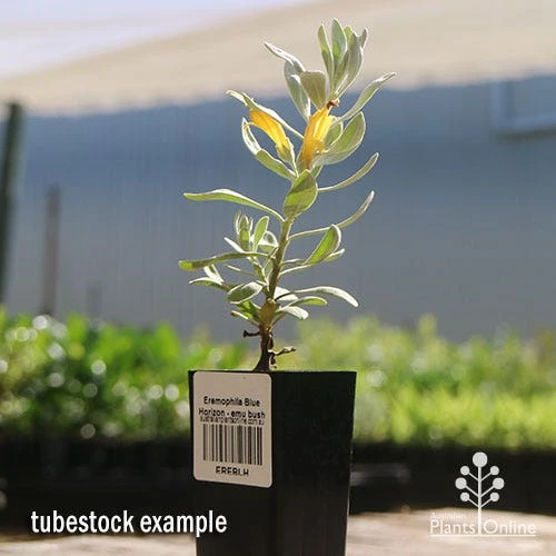 Eremophila Blue Horizon - Emu Bush - Image 11