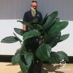 Spathiphyllum Blue Moon - Peace Lily