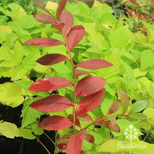 Blueberry Sunshine Blue - Image 6