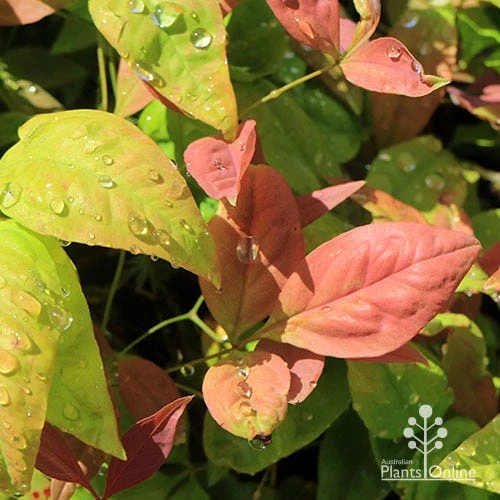 Nandina BLUSH - Image 7