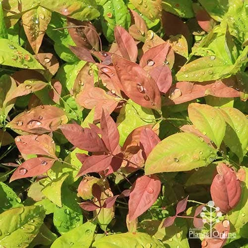Nandina BLUSH - Image 8