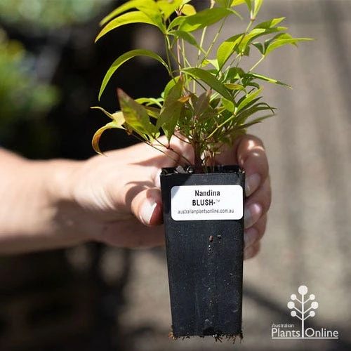 Nandina BLUSH - Image 6