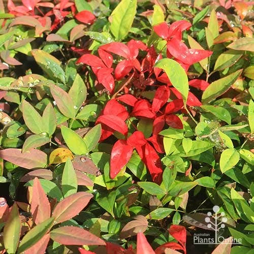 Nandina BLUSH - Image 4