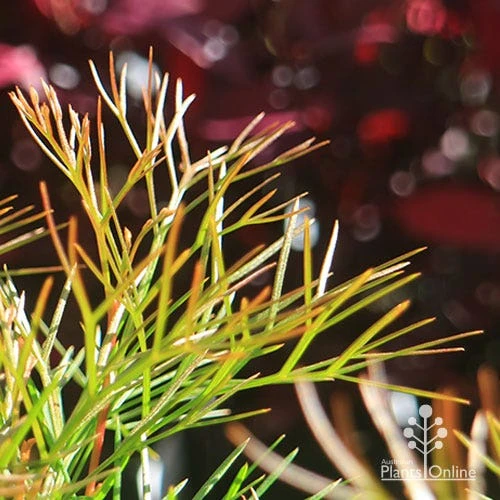 Grevillea Bon Accord - Image 10