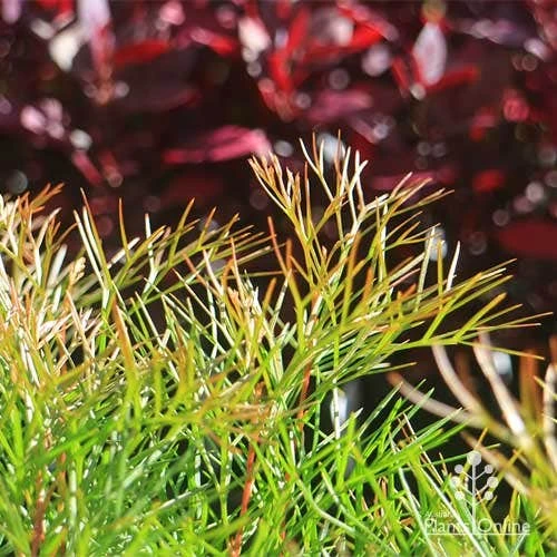 Grevillea Bon Accord - Image 11