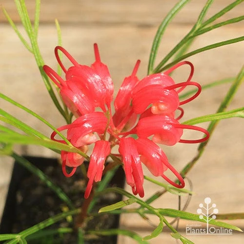 Grevillea Bon Accord - Image 3