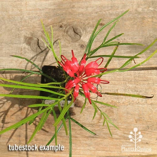 Grevillea Bon Accord - Image 6