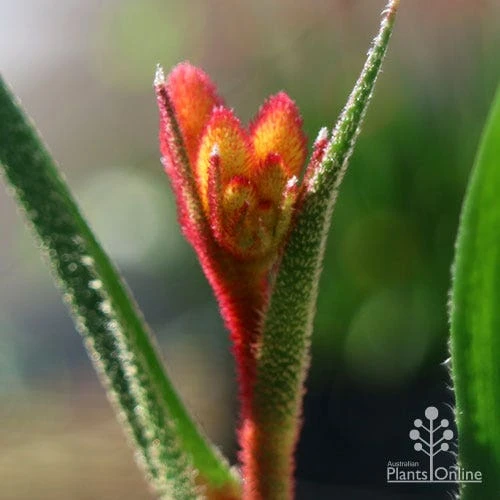 Anigozanthos Bush Glow - Kangaroo Paw - Image 12