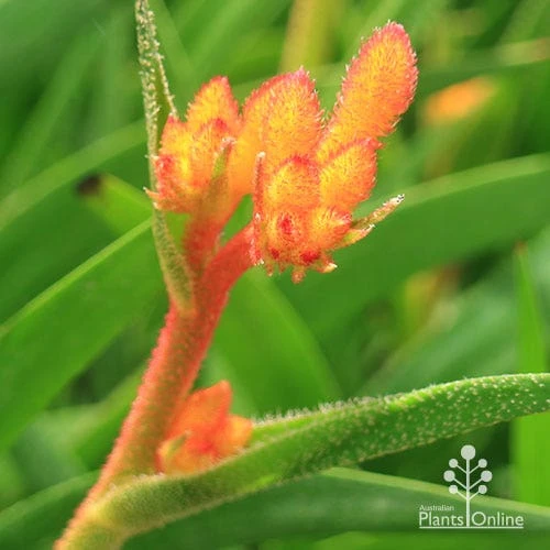 Anigozanthos Bush Glow - Kangaroo Paw - Image 14