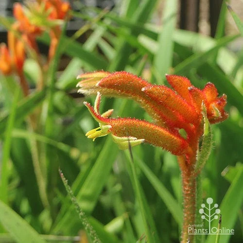 Anigozanthos Bush Glow - Kangaroo Paw - Image 8