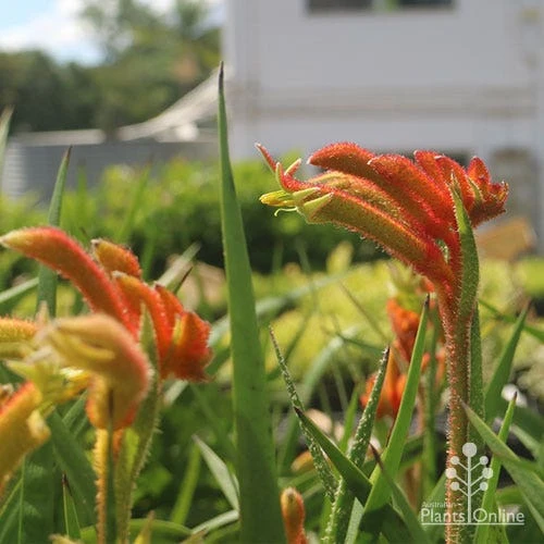 Anigozanthos Bush Glow - Kangaroo Paw - Image 13