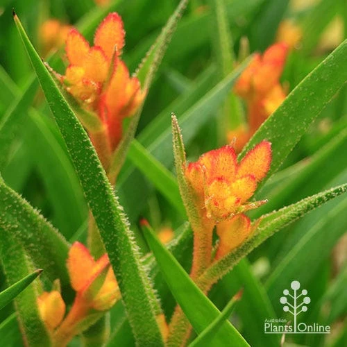 Anigozanthos Bush Glow - Kangaroo Paw - Image 6