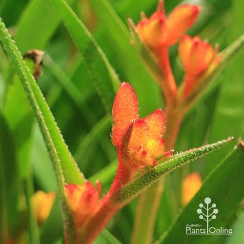Anigozanthos Bush Glow - Kangaroo Paw - Image 9