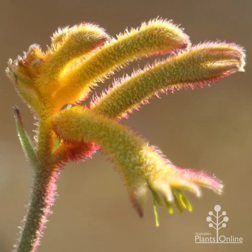 Anigozanthos Bush Glow - Kangaroo Paw - Image 7
