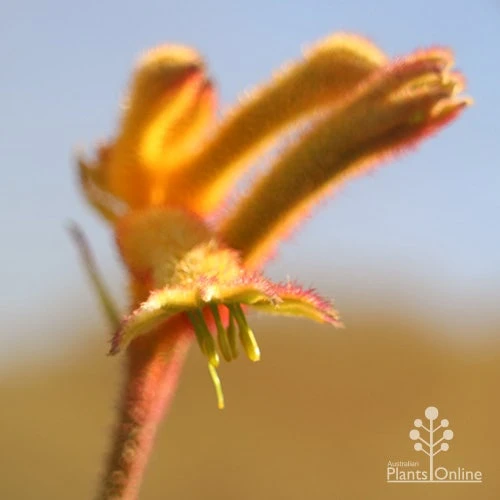 Anigozanthos Bush Glow - Kangaroo Paw - Image 10