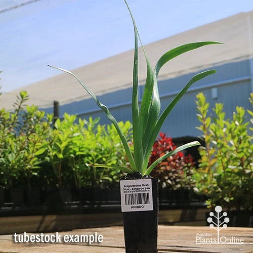 Anigozanthos Bush Glow - Kangaroo Paw - Image 2