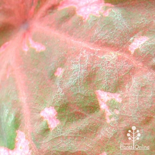 Caladium Raspberry Ripple - Angel Wings - Image 13
