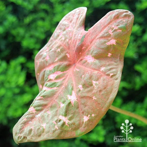 Caladium Raspberry Ripple - Angel Wings - Image 12