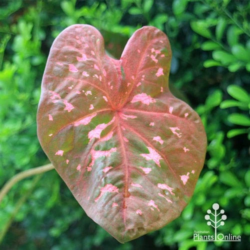 Caladium Raspberry Ripple - Angel Wings - Image 3