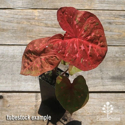 Caladium Raspberry Ripple - Angel Wings - Image 4