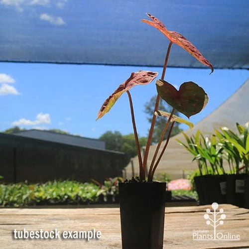 Caladium Raspberry Ripple - Angel Wings - Image 7