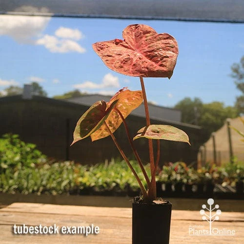 Caladium Raspberry Ripple - Angel Wings - Image 2