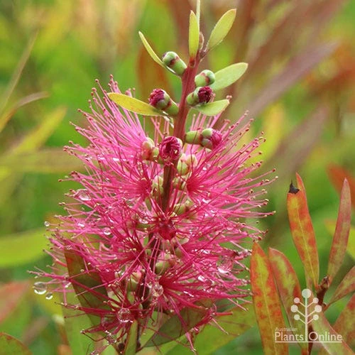 Callistemon Candy Burst - Image 17