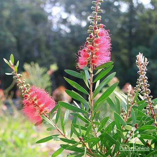 Callistemon Candy Burst - Image 20