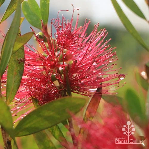 Callistemon Candy Burst - Image 15