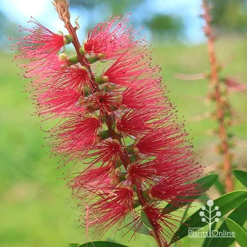 Callistemon Candy Burst - Image 18