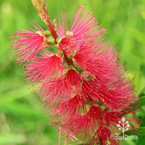Callistemon Candy Burst - Image 3