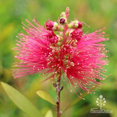 Callistemon Candy Burst - Image 14