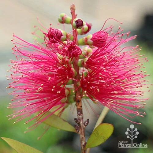 Callistemon Candy Burst - Image 11