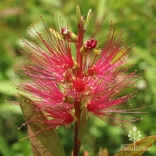 Callistemon Candy Burst - Image 16