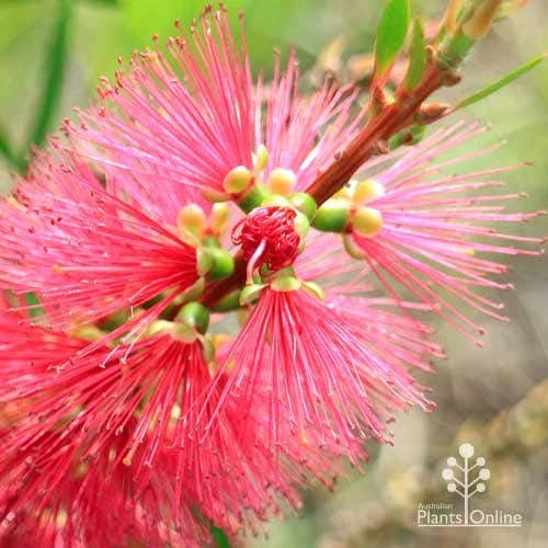 Callistemon Candy Burst - Image 12