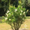 Callistemon Snow Burst